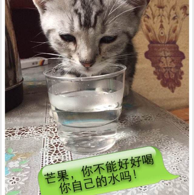 加州州立大学奇科分校社会学文凭证书